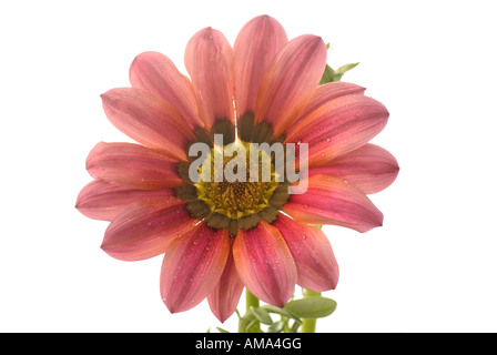 Gazanias Gazania X hybrida grandiflorum Stockfoto