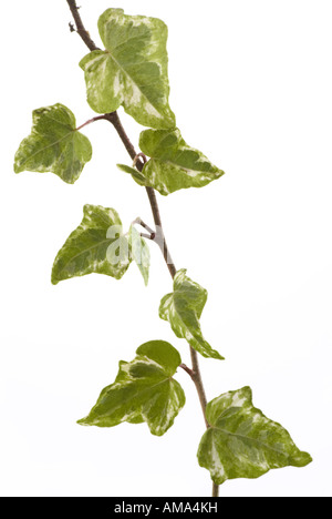 Englisch Efeu Hedera helix