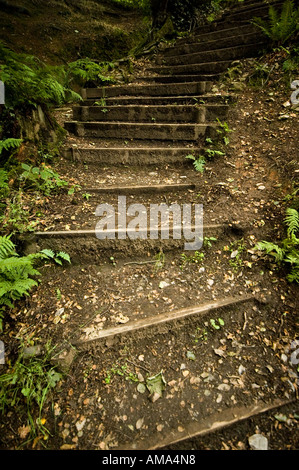 Wald-Schritte Stockfoto