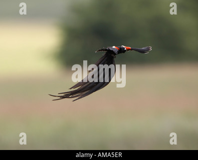 Long-tailed Witwe territorialen Flug (Euplectes Progne) Stockfoto