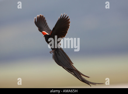 Long-tailed Witwe territorialen Flug (Euplectes Progne) Stockfoto