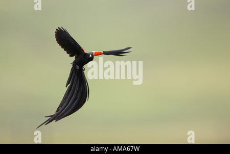 Long-tailed Witwe territorialen Flug (Euplectes Progne) Stockfoto