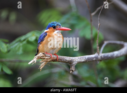 Malachit-Eisvogel (Alcedo Cristata) über einen Fluss aus einem Barsch Jagd