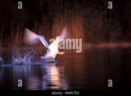 Höckerschwan Cygnus olor, fliegen in motion blur über der Wasseroberfläche, in den See Vansjø, Østfold, Norwegen. Stockfoto