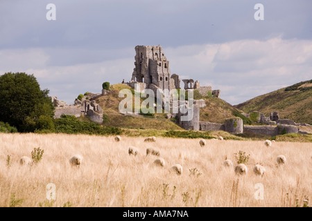 UK Dorset Corfe Castle durch Schafbeweidung im Feld Stockfoto