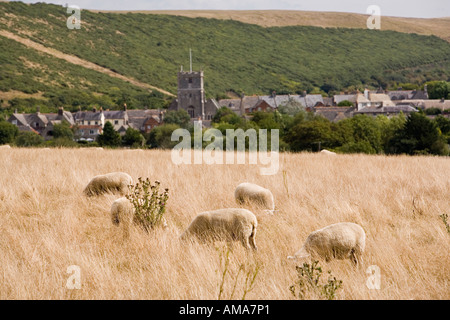 UK Dorset Corfe Castle Dorf weidenden Schafen Stockfoto