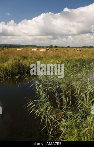 UK Dorset Wareham Rinder grasen auf der Wiese Wasser Stockfoto