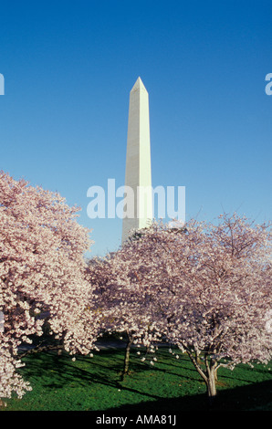 Washington Monument, Kirschblüten, Washington, DC, USA Stockfoto