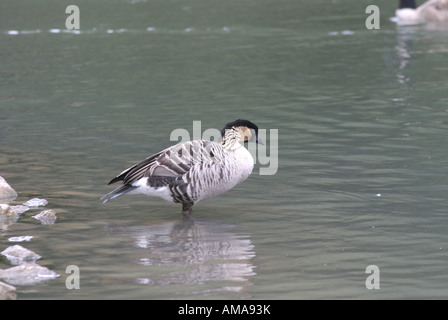 Ne Ne oder hawaiianische Gans Branta Sandvicensis lebenden Wasservögel Stockfoto