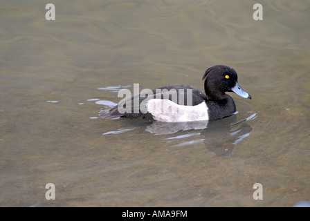 Reiherenten Aythya Fuligula Wasser lebende Vögel Stockfoto
