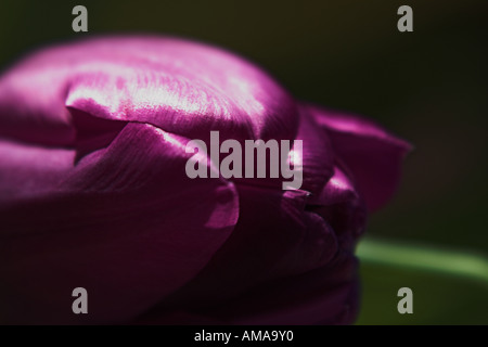 Nahaufnahme Foto lila Tulpe Stockfoto