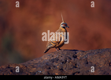[Spinifex Pigeon], Outback Australien Stockfoto