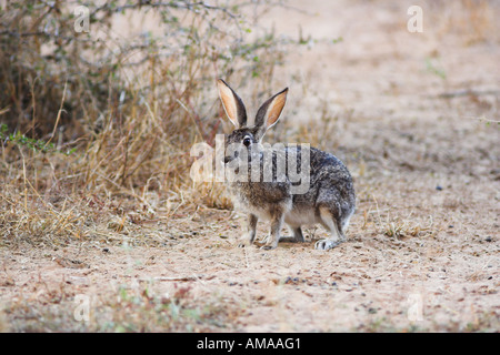 Kap Hase kurz nach Sonnenaufgang in Südafrika (Lepus Capensis) Stockfoto