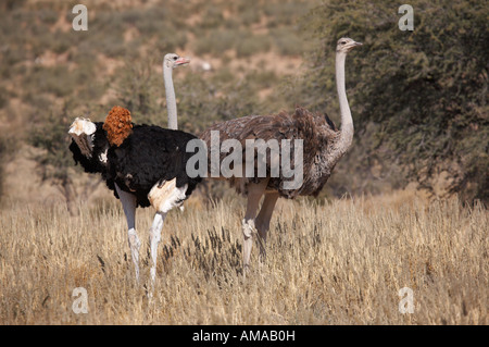 Wilde Strauß in der Kalahari-Wüste (Struthio Camelus) Stockfoto