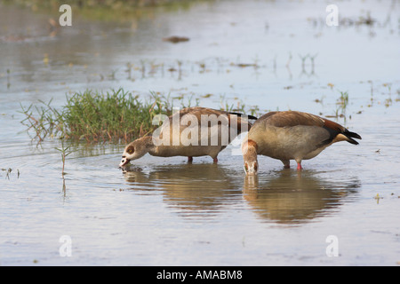 Nilgänse (alopochen Aegyptiaca) Südafrika Stockfoto