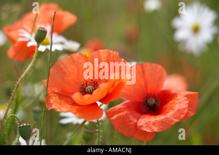 Gemeinsame oder Feld Mohn (Papaver Rhoeas) Stockfoto