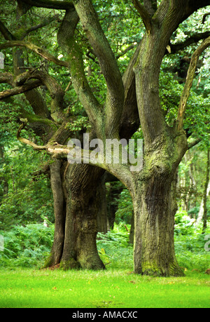 Alte Eiche Bäume Brocton Niederwald Cannock Chase Stockfoto