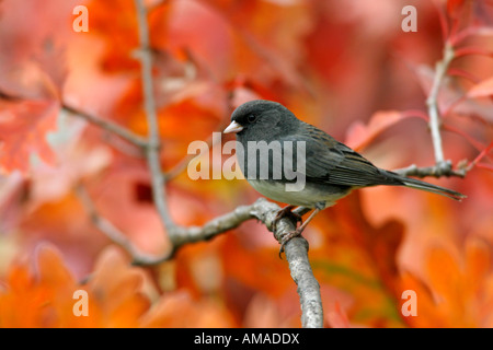 Dunkel-gemustertes Junco in Herbst Oak Tree Stockfoto