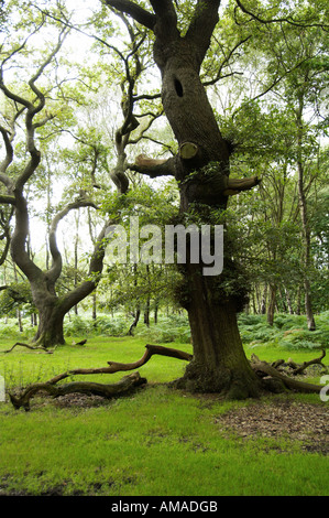 Alte Eiche Bäume Brocton Niederwald Cannock Chase Stockfoto