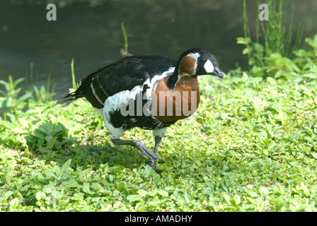 Red-breasted Gans Branta Ruficollis lebenden Wasservögel Stockfoto