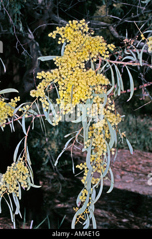 Manna Wattle Tree - Acacia Daphnifolia [syn.microbotyra] - Familie Mimosaceae Stockfoto