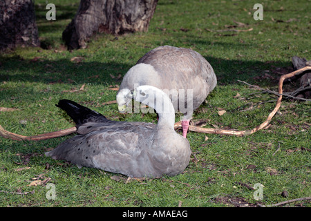 Cape kargen Gans paar Balz-Cereopsis novaehollandiae Stockfoto