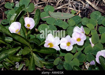 Gelbäugige Sauerampfer - Oxalis Obtusa-Mitglied der Familie Oxalididaceae Stockfoto