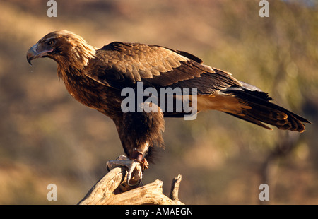 [Wedge tailed Eagle], Australien Stockfoto