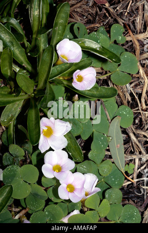 Gelbäugige Sauerampfer - Oxalis Obtusa-Mitglied der Familie Oxalididaceae Stockfoto