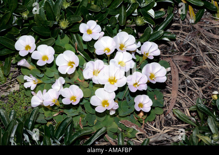 Gelbäugige Sauerampfer - Oxalis Obtusa-Mitglied der Familie Oxalididaceae Stockfoto