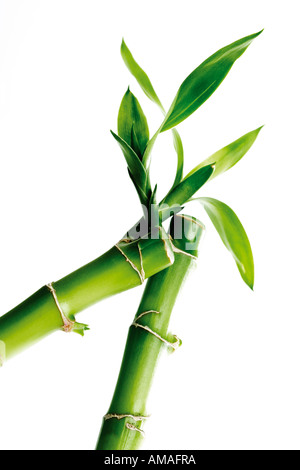 Chinesischer Bambus, close-up Stockfoto