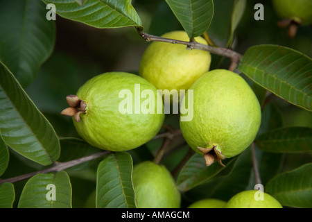 Reifende Guavafrüchte auf Ast. Stockfoto