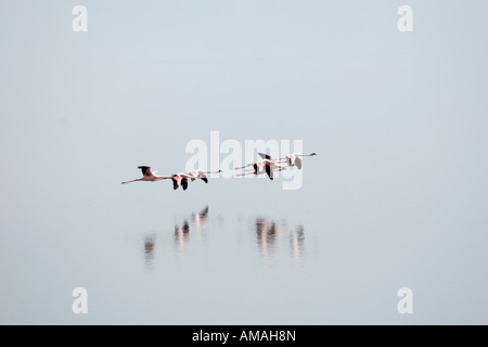 Flamingos fliegen über Natron-See Stockfoto