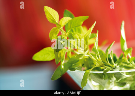 Wilder Majoran, Gold Oregano Oregano vulgare Stockfoto