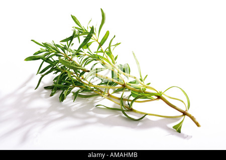 Bohnenkraut, Satureja hortensis Stockfoto