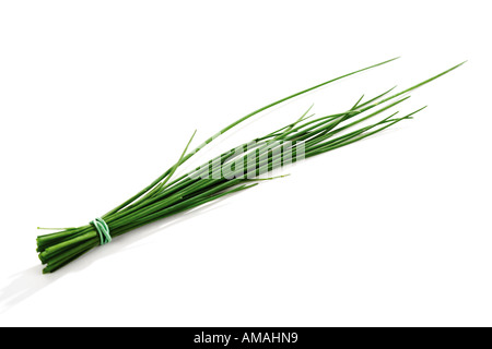 Schnittlauch, Allium schoenoprasum Stockfoto
