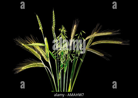 Andere Art von Ohren Stockfoto