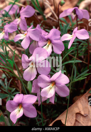 Vogel – Fuß Violet, Viola Pedata, Bonneyville Mühle County Park, Elkhart County, Indiana USA Stockfoto