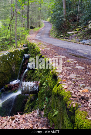 Leerer Straße durch bewaldetes Gebiet Stockfoto