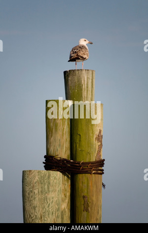 Eine Möwe stehend auf Holzpfosten Stockfoto