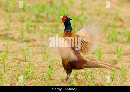 Fasan im Feld Stockfoto