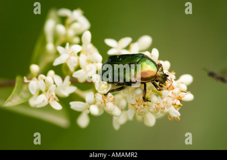 Rose Chafer sitzt auf der Blume, Nahaufnahme Stockfoto