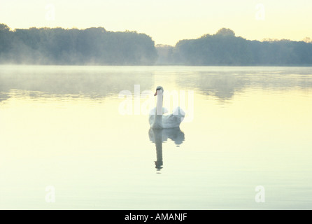 Deutschland, Köln, Adenauer Weiher, Swan Lake Stockfoto