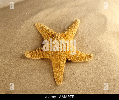 Seestern am Strand, Nahaufnahme Stockfoto