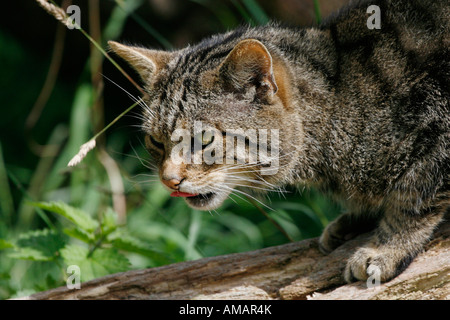 Schottische Wildkatze Nahaufnahme des Kopfes Stockfoto
