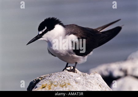 ^ Gezügelten Seeschwalbe, Australien Stockfoto