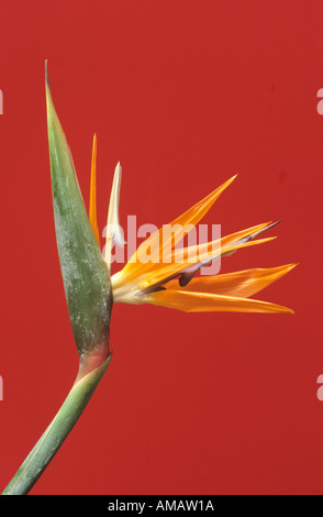 Bird Of paradise Stockfoto