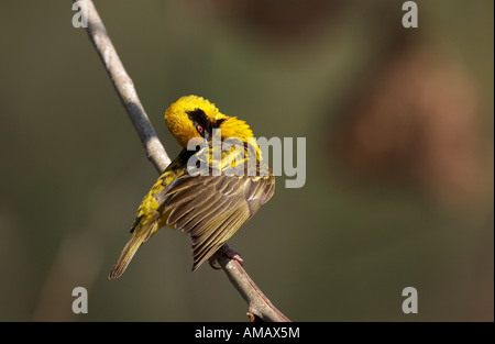 Dorf oder Spotted-backed Weaver putzen Federn (Ploceus Cucullatus) Stockfoto