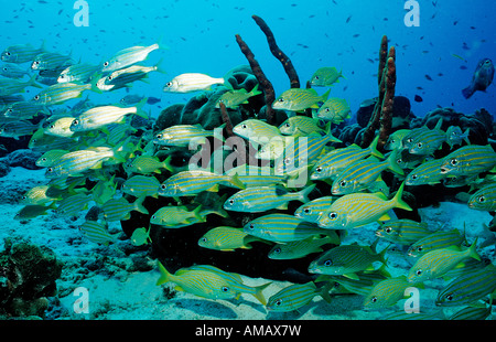 Französisch Grunzen Smallmouth Grunzen Haemulon Flavolinatum Haemulon Chrysargyreum Niederländische Antillen-Bonaire-Karibik Stockfoto