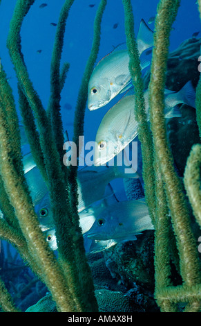 Edelfische grauer Schnapper Lutjanus früh Niederländische Antillen-Bonaire-Karibik Stockfoto